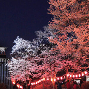 沼田公園桜まつり【北毛】