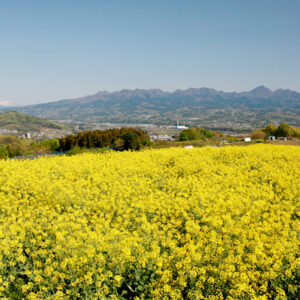 鼻高花の丘菜の花祭り【西毛】