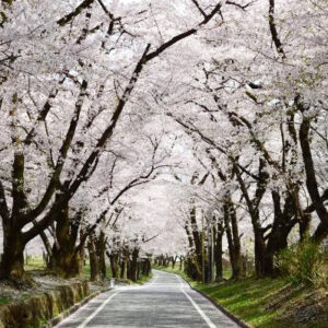 赤城南面千本桜まつり【中毛】