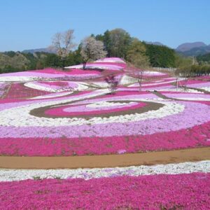 みさと芝桜まつり【西毛】